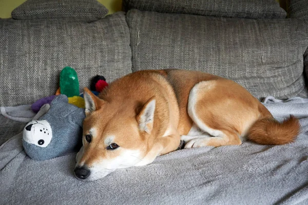 Nahaufnahme Eines Shiba Inu Hundes Der Auf Der Couch Liegt — Stockfoto