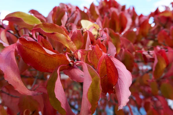 Selektywne Ujęcie Czerwonych Jesiennych Liści Świetle Słonecznym — Zdjęcie stockowe
