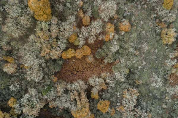 Veduta Aerea Una Montagna Ricoperta Verdi Alberi — Foto Stock