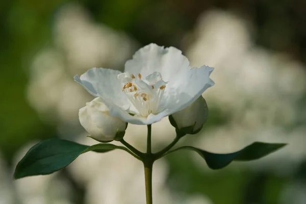 Μια Επιλεκτική Φωτογραφία Εστίασης Λευκών Ευαίσθητων Λουλουδιών — Φωτογραφία Αρχείου