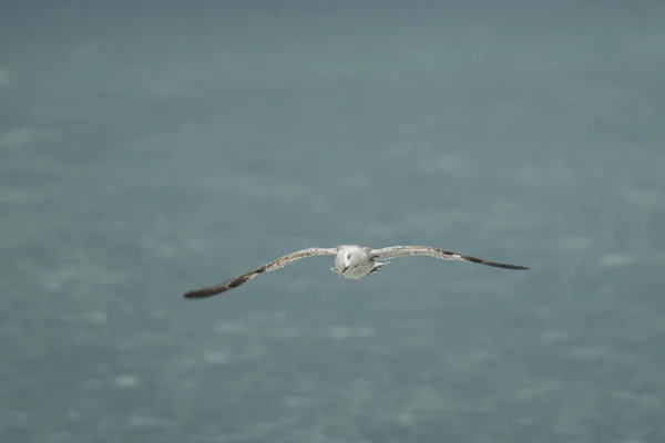 Uma Gaivota Branca Voando Sobre Mar Verão — Fotografia de Stock