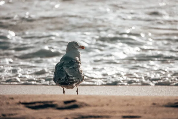 Селективный Фокус Снимка Чайки Пляже — стоковое фото
