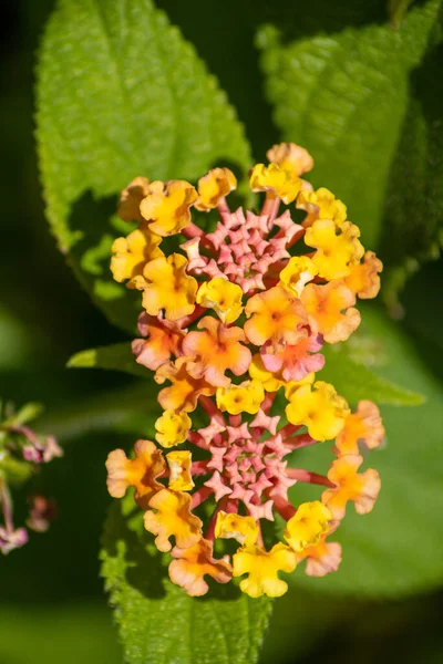 Eine Vertikale Aufnahme Schöner Orangefarbener Lantana Blüten Garten Einem Sonnigen — Stockfoto