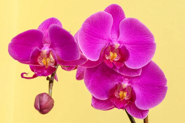 Een Close Shot Van Een Phalaenopsis Orchidee Stam Met Paarse — Stockfoto