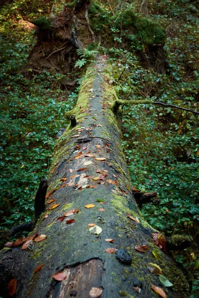 Vertikální Záběr Dlouhého Stromu Lese Lucembursku — Stock fotografie