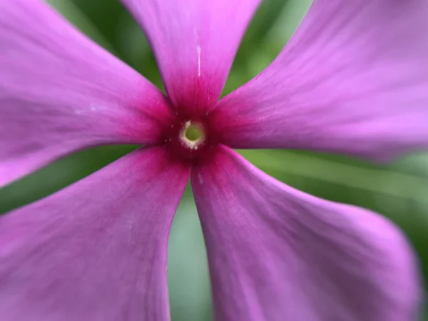 庭の美しい紫色のコスモスの花のクローズアップ — ストック写真