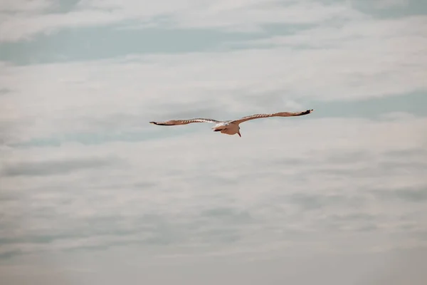 Closeup Bird Flying Cloudy Sky — Stock Photo, Image