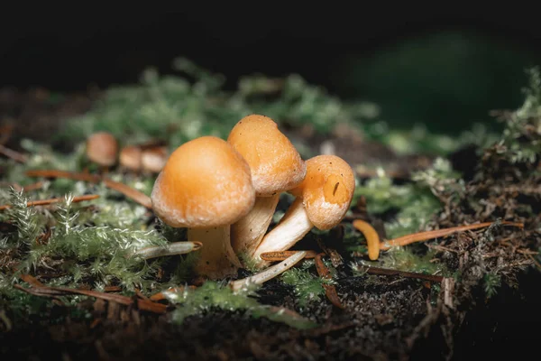 Close Minúsculos Cogumelos Galerina Marginata Crescendo Uma Floresta Com Fundo — Fotografia de Stock