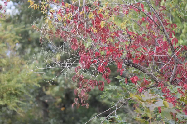 Widok Jesiennych Liści Liście Kolorowe — Zdjęcie stockowe