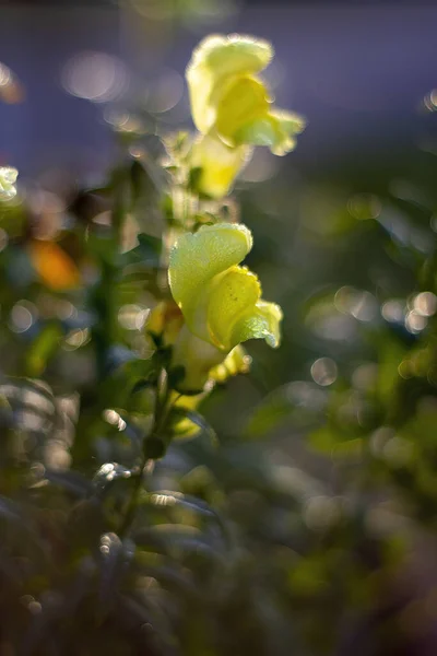 Een Verticaal Close Shot Van Mooie Gele Caesalpinia Bloemen Bedekt — Stockfoto