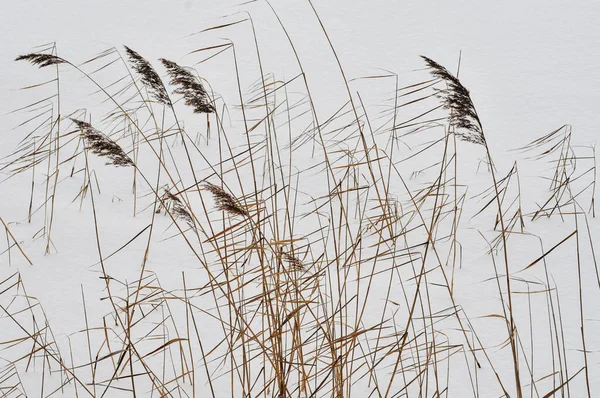 Dry Grass Snowy Winter Field Wind — Stock Photo, Image