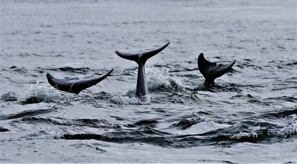 Beautiful Shot Three Dolphins Tails Sticking Out Ocean — Stock Photo, Image