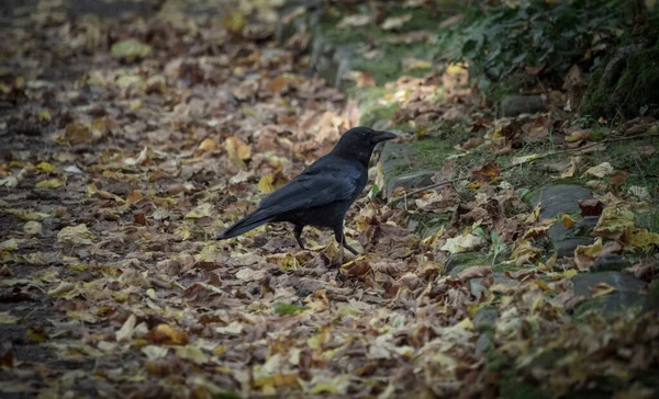 Крупный План Маленького Ворона Стоящего Груде Осенних Листьев — стоковое фото