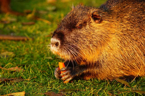 Retrato Coypu Rio Nidda Frankfurt Cidadãos Especialmente Famílias Gostam Alimentá — Fotografia de Stock