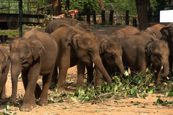 Группа Молодых Слонов Ест Национальном Парке — стоковое фото