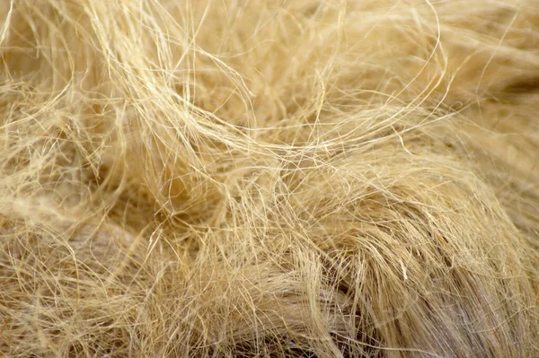 Eine Nahaufnahme Von Blonden Haaren Verschwendung — Stockfoto