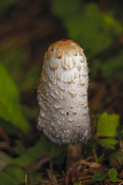 一种生长在森林中的野生蘑菇的垂直特写 — 图库照片