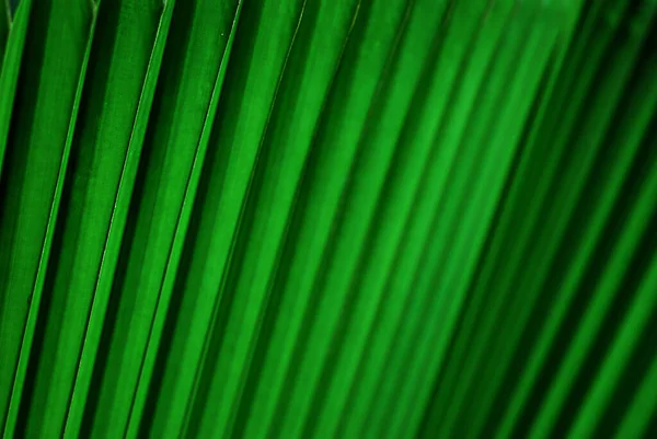 Närbild Bild Levande Grön Palm Blad Struktur — Stockfoto