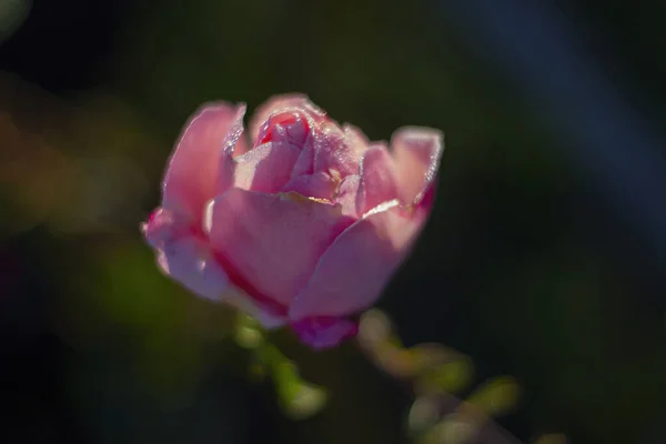 Een Closeup Van Een Prachtige Rose Tuin Steeg — Stockfoto