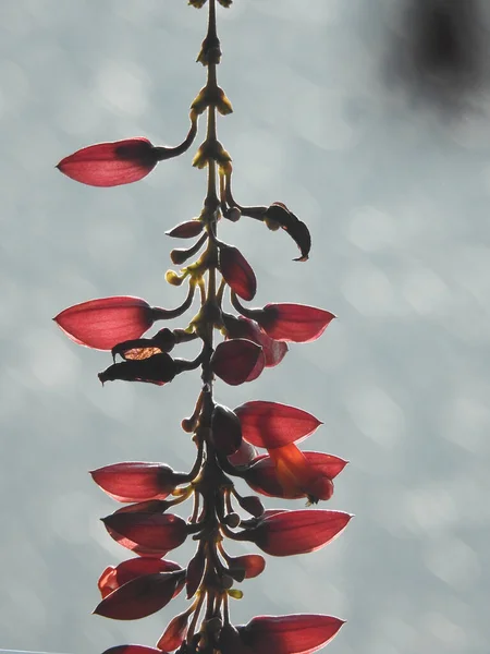 Селективный Снимок Красной Ветки Барбариса — стоковое фото