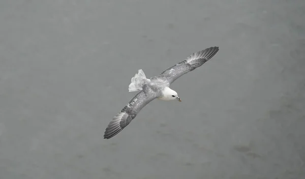 Fulmar Com Asas Espalhadas Voo Acima Oceano — Fotografia de Stock