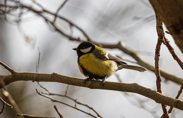 Close Shot Great Tit Bird Perched Tree Twi — Stockfoto