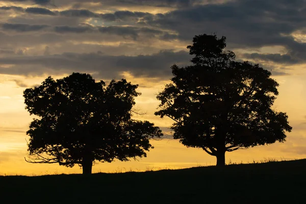 Two Tree Silhouettes Sunset Sky Background — Stock Photo, Image
