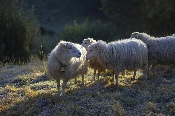 Troupeau Moutons Broutant Sur Pâturage Coucher Soleil — Photo