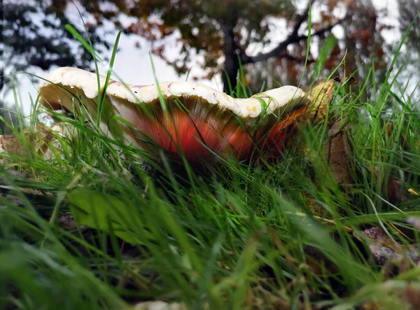 Een Close Shot Van Een Wilde Paddestoel Groeiend Het Gras — Stockfoto