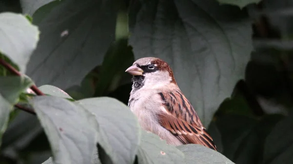 Gros Plan Oiseau Sur Une Branche Arbre Dans Une Forêt — Photo