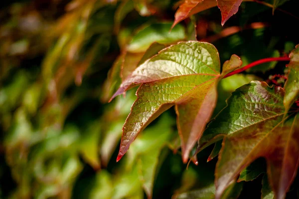 Een Close Van Herfst Kleurrijke Bladeren — Stockfoto