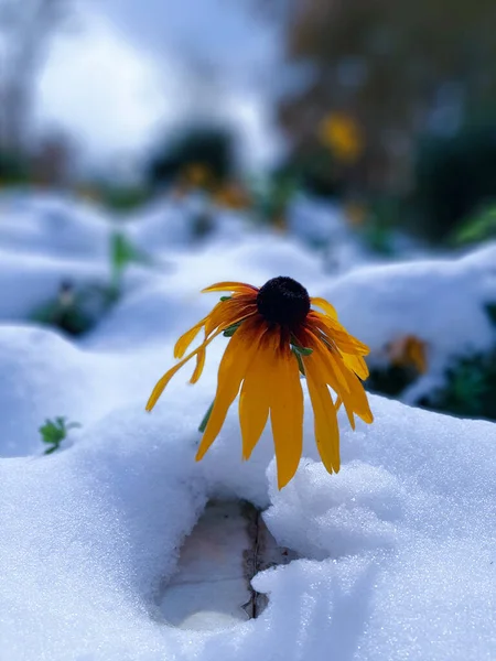 Detailní Záběr Žlutého Jehličnana Obklopeného Zimě Bílým Sněhem — Stock fotografie