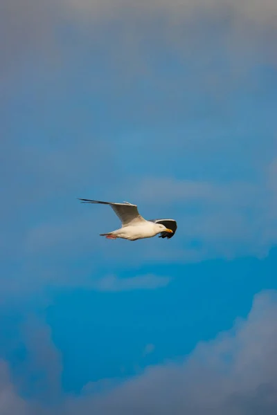 Una Gaviota Volando Cielo Nublado — Foto de Stock