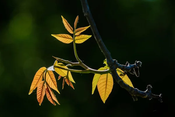 Närbild Bild Bild Hösten Löv Ett Träd Gren Solljuset Suddig — Stockfoto