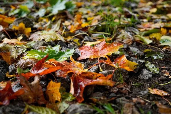 Primer Plano Hojas Coloridas Otoño Sobre Una Superficie Fangosa — Foto de Stock