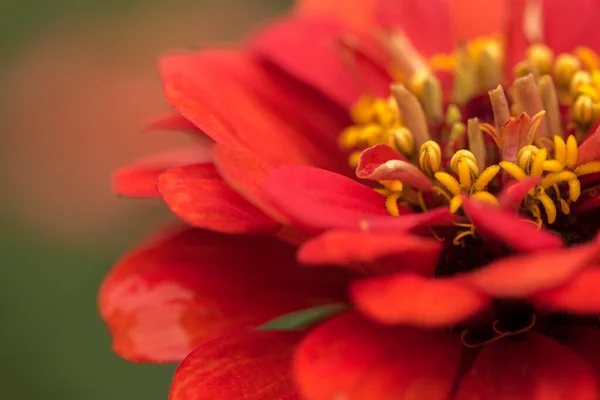 Closeup Shot Bright Red Zinnia Flower — Stock Photo, Image