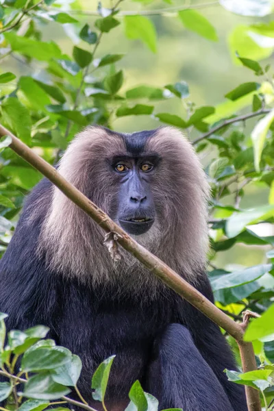 Lion Tailed Macaque National Zoological Park New Delhi India — Stock Photo, Image