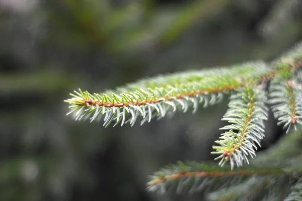Detailní Záběr Zelených Kapradinových Větví Lese — Stock fotografie