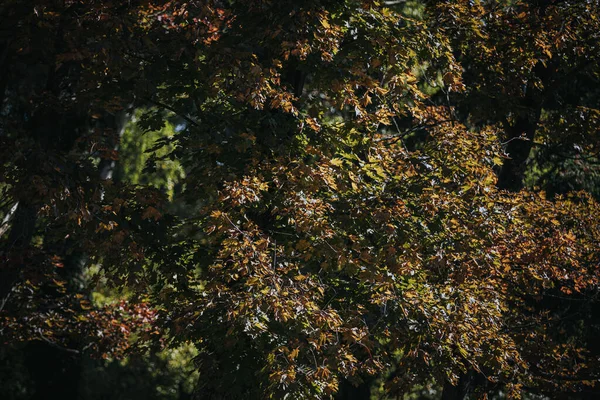 Природний Вигляд Осіннього Листя Гілках Дерев Розмитому Тлі — стокове фото
