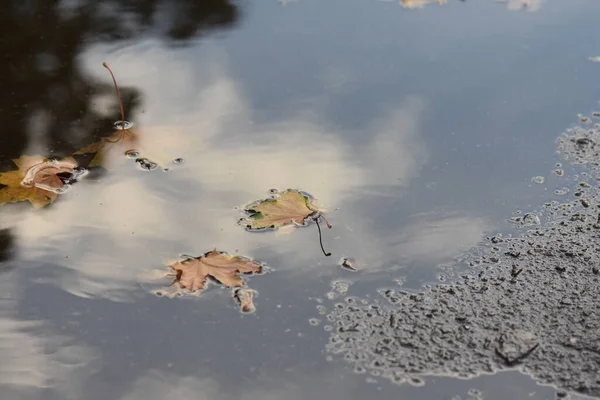 Closeup Autumn Leaves Puddle — Stock Photo, Image