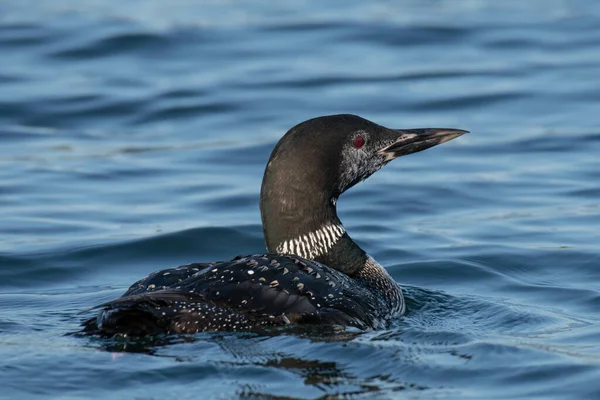 Gros Plan Canard Mer Dans Eau Pendant Journée — Photo