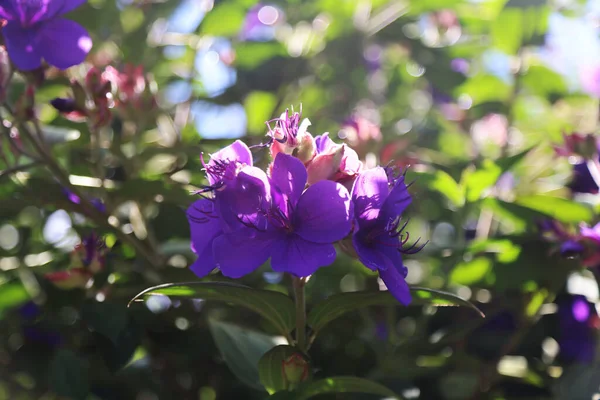 Eine Nahaufnahme Von Tibouchina Urvilleana Blumen — Stockfoto
