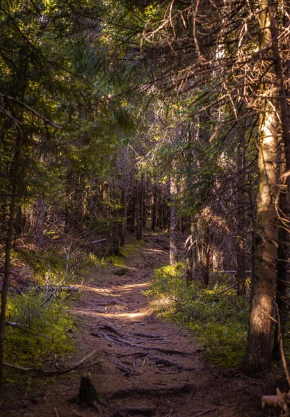 Beau Paysage Herbe Plantes Longs Arbres Dans Une Forêt — Photo