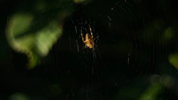 クモがクモの巣の近くで撃たれた — ストック写真