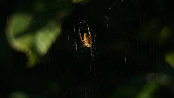 Tiro Perto Uma Aranha Numa Teia Aranha — Fotografia de Stock