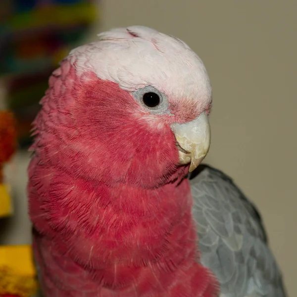 一名澳大利亚人Galah Pink Cockatoo在模糊背景下的特写镜头 — 图库照片