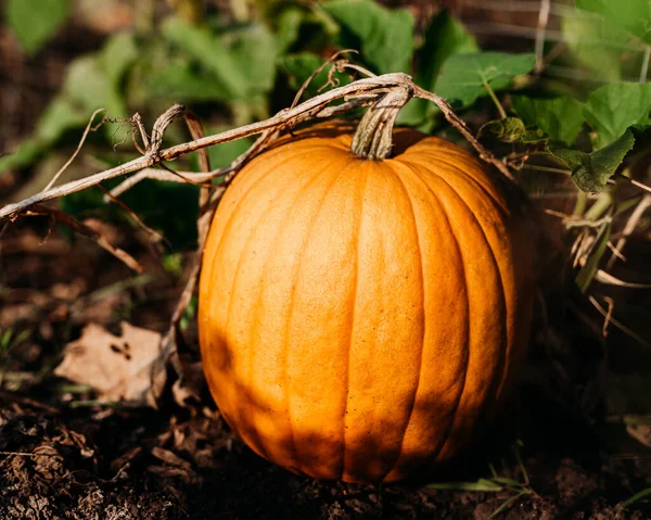 Closeup Shot Pumpkin Growing Soil Farm — Stock Photo, Image