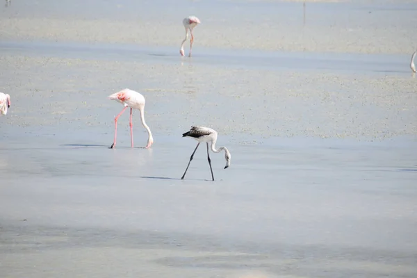 Flamingi Wodzie Plaży — Zdjęcie stockowe