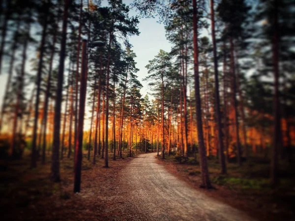 Una Splendida Vista Sul Paesaggio Degli Alberi Della Foresta Tramonto — Foto Stock