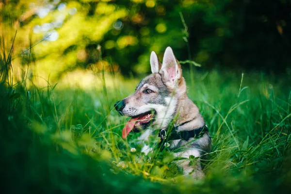 Гарний Портрет Собаки Сидить Траві Прекрасному Полі — стокове фото